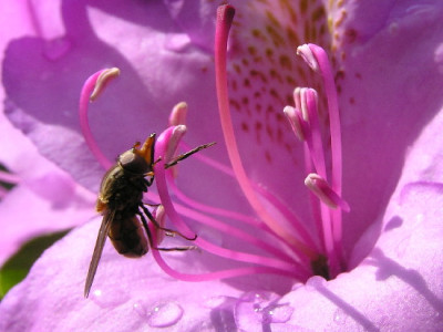 Rhodo-Mai-6.jpg