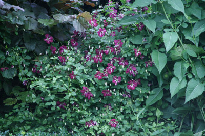 Cl.vit.Rubra0311.jpg