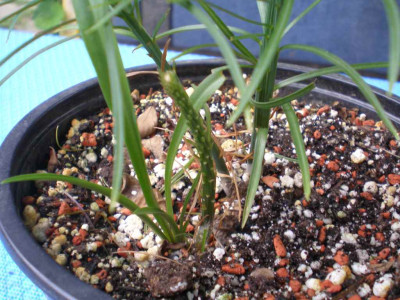 GP_Lilium_cernuum_2011_1e.jpg