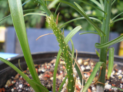 GP_Lilium_cernuum_2011_2e.jpg