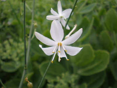 GP_Anthericum_ramosum_2011e.jpg