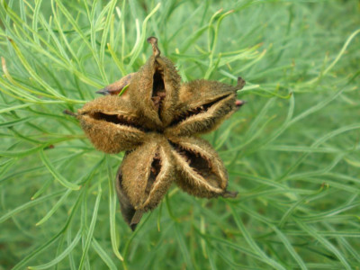 GP_Paeonia_tenuifolia_Samenstand_2011e.jpg