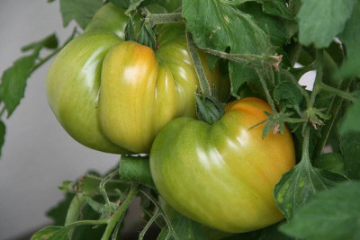 TomatenJuli1911.jpg