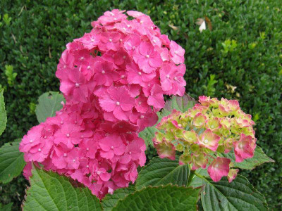 Hydrangea_macrophylla_Parzifal_2011_800x600.jpg