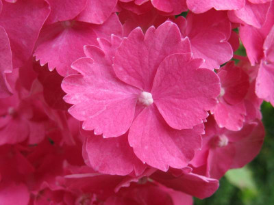Hydrangea_macrophylla_Parzifal_Detail_800x600.jpg