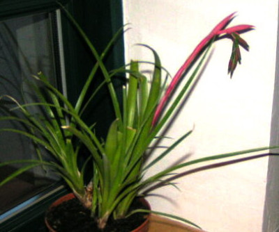 050508_Unbekannte_Schoene.jpg