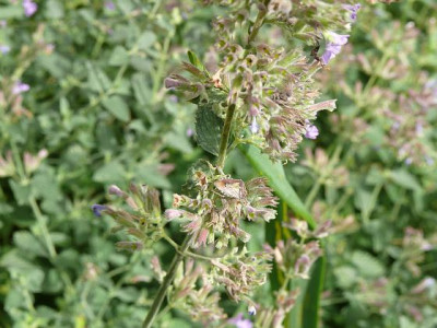 getarnt_2011-07-17_567.jpg
