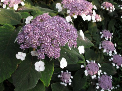 Hydrangea_aspera_Gruppe_6_fars_2011.jpg