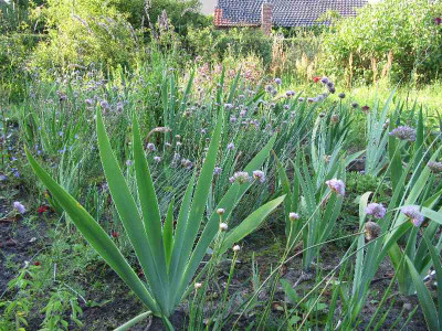 Irisbeet_MGP_110710.jpg