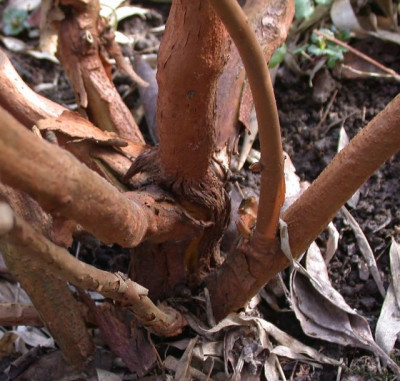 Hydrangia_quercifolia_Rinde002.jpg