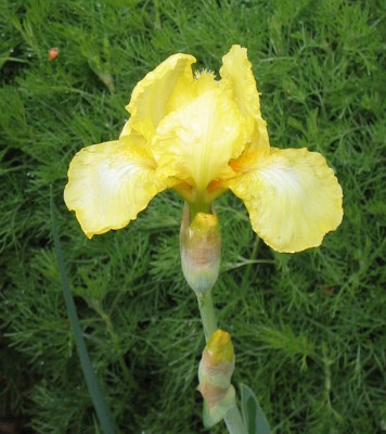 Iris_barbata_20050508_05.jpg