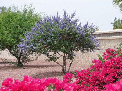 Vitex_agnus-castus.jpg