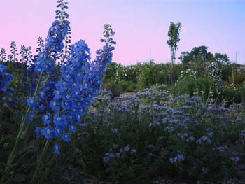 DelphuPhacelia_Kopie.jpg