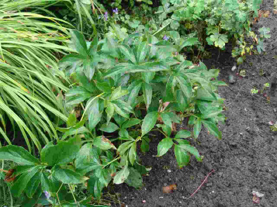 Ratsel_22.07.2011_kl-011.jpg
