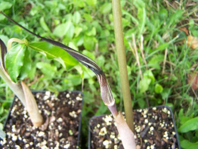 100_6204_Arisaema_double_white____640.jpg