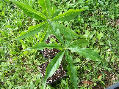 100_6205_Arisaema_double_white_-Blatter-____400.jpg