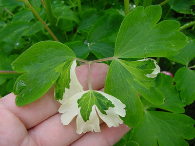 aquilegia_mutant_1.jpg