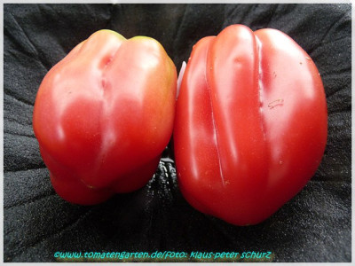 Zahnradtomate_2011_Fruit05.JPG