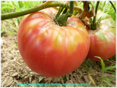 Watermelon_2011_01.JPG