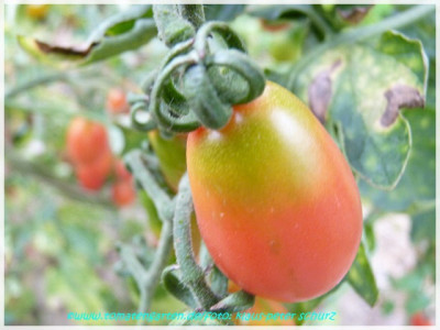Red_Plum_2011_014.JPG