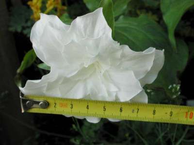 Trillium_grandiflorum_Snowbunting_gemessen.jpg