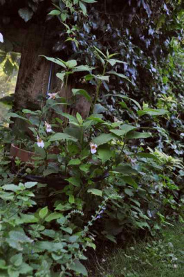 Impoxyanthera_Habitus1.jpg