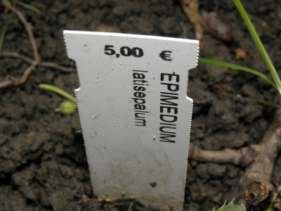 latisepalum.jpg