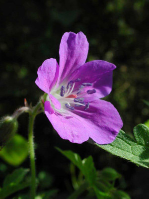 Geranium_sylvaticum_normal.jpg