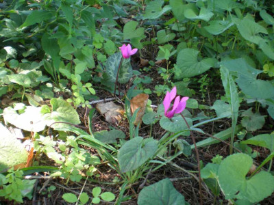 GP_Cyclamen_purpurascens_2011e.jpg