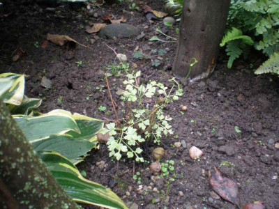 GP_Lygodium_japonicum_2011e1.jpg