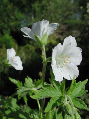 Geranium_sylvaticum_Album_Samling.jpg