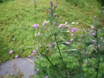 GP_Allium_welches_2011.jpg