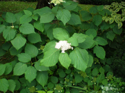 GP_Hydrangea_welche_2011e.jpg
