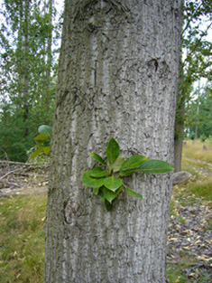 Baum_unbekannt_1.JPG