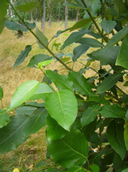 Baum_unbekannt_2.JPG