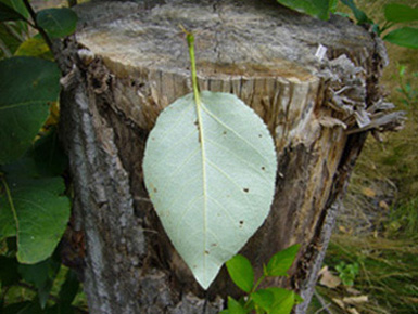 Baum_unbekannt_3.JPG