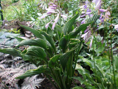 GP_Hosta_Praying_Hands_2011e.jpg