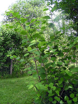 fallopia.jpg