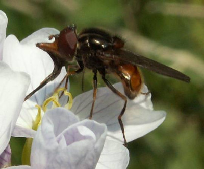 Rhingia_campestris_-_Schnauzenschwebfliege_07.jpg