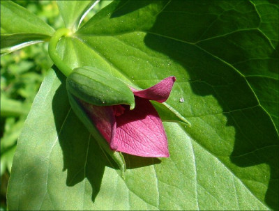 Trillium_rugellii_VT.jpg