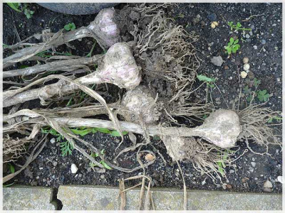 0_Knoblauchernte_2011_02.jpg