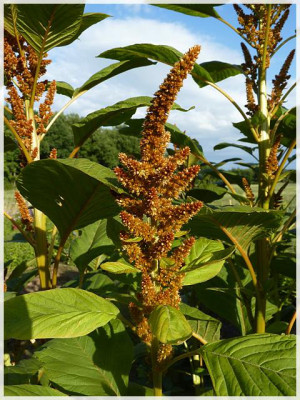 0_Amaranth_011_01.jpg