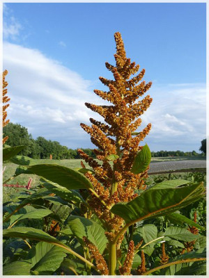 0_Amaranth_011_02.jpg
