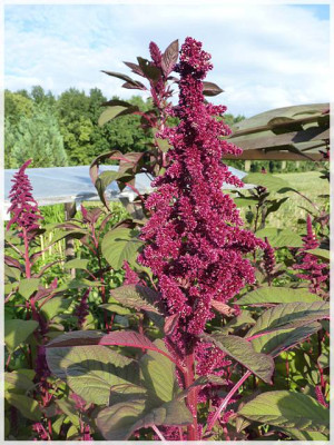 0_Amaranth_011_03.jpg