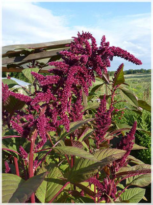 0_Amaranth_011_04.jpg