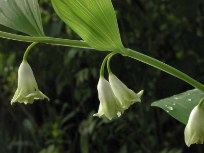 Polygonatum_odoratum_Flore_Pleno.jpg