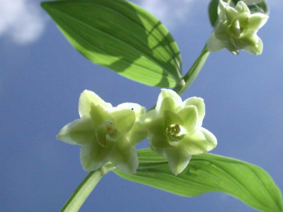 Polygonatum_odoratum_Fl_Pl_Frosch.jpg