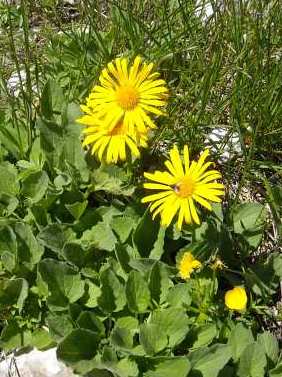 Doronicum_grandiflorum_Grossblut.Gemswurz.jpg