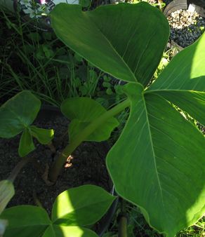 Arisaema-Blaetter-ax.jpg