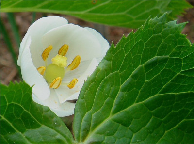 Podophyllum_.jpg